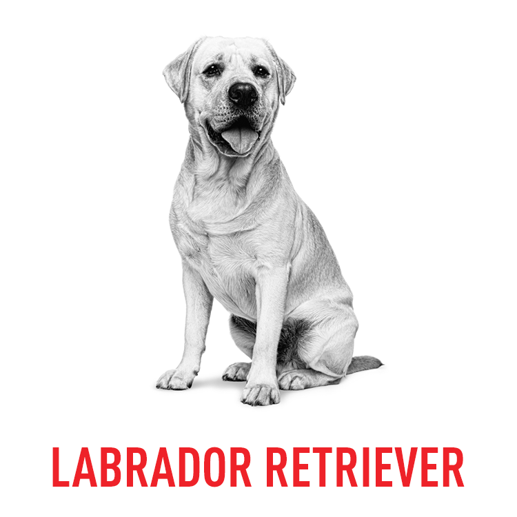 Royal Canin Labrador Retriever Breed Specific Health and Nutrition formula, tailored for optimal health.