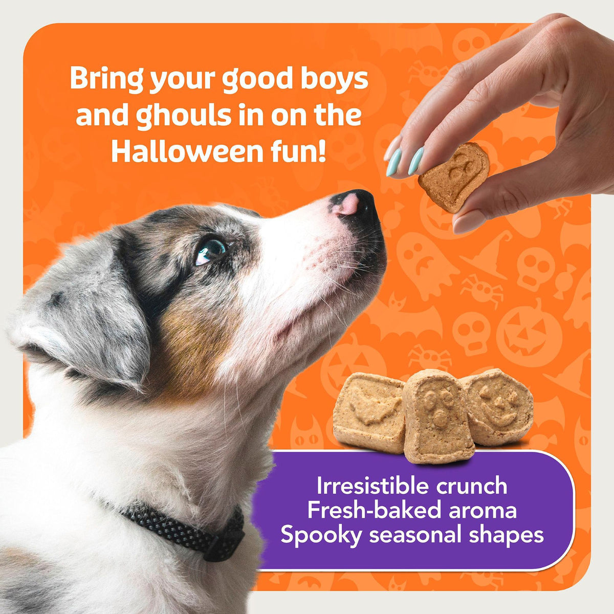 Puppy waiting for a ghost-shaped Blue Buffalo Boo Bars biscuit - PetMax Canada