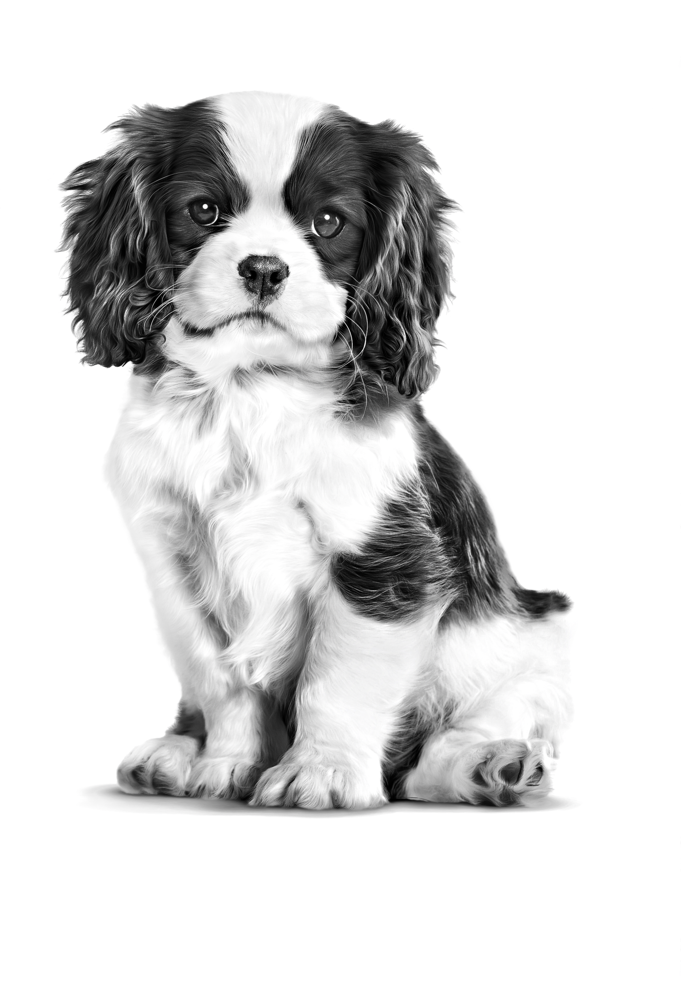Royal Canin Breed Health Nutrition Cavalier King Charles Puppy Dry Dog Food - Dog Food - Royal Canin - PetMax Canada