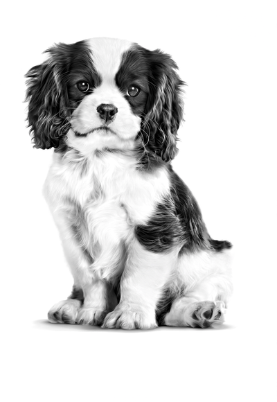 Royal Canin Breed Health Nutrition Cavalier King Charles Puppy Dry Dog Food - Dog Food - Royal Canin - PetMax Canada