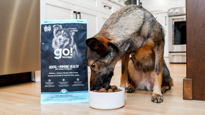 Go! Dental + Immune Health Chicken + Salmon Dog Food With Grains