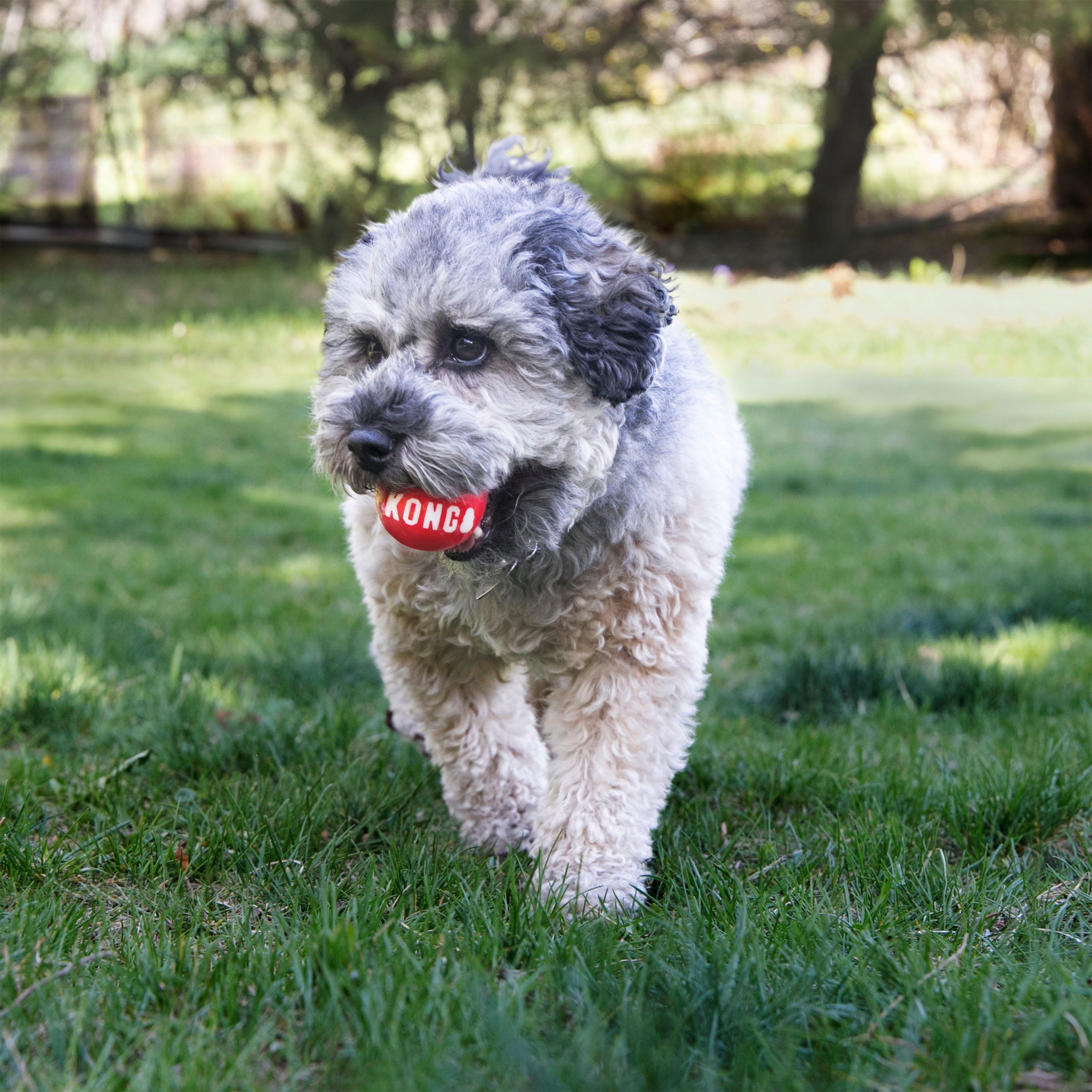 Kong Signature Balls Dog Toy - 2 Pack