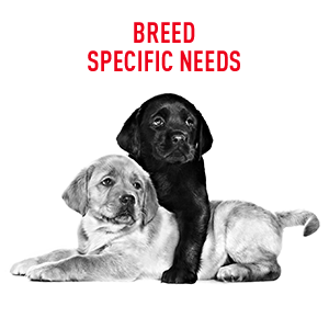 Royal Canin Breed Specific Formulas For Breed Specific Needs