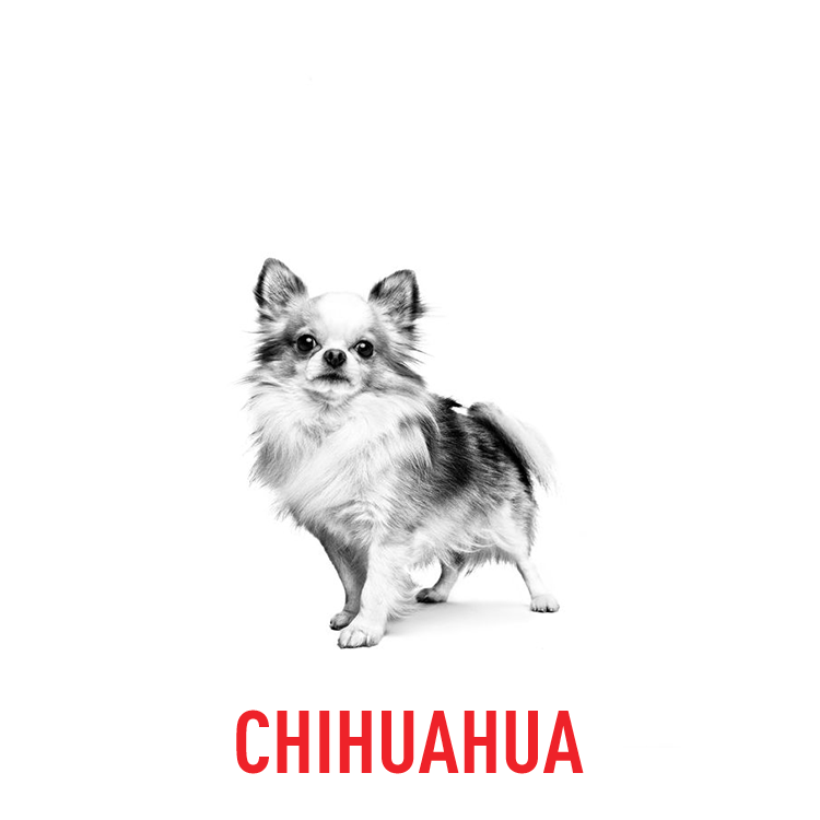 Tailored nutrition for Chihuahuas with Royal Canin's Breed Specific formula.