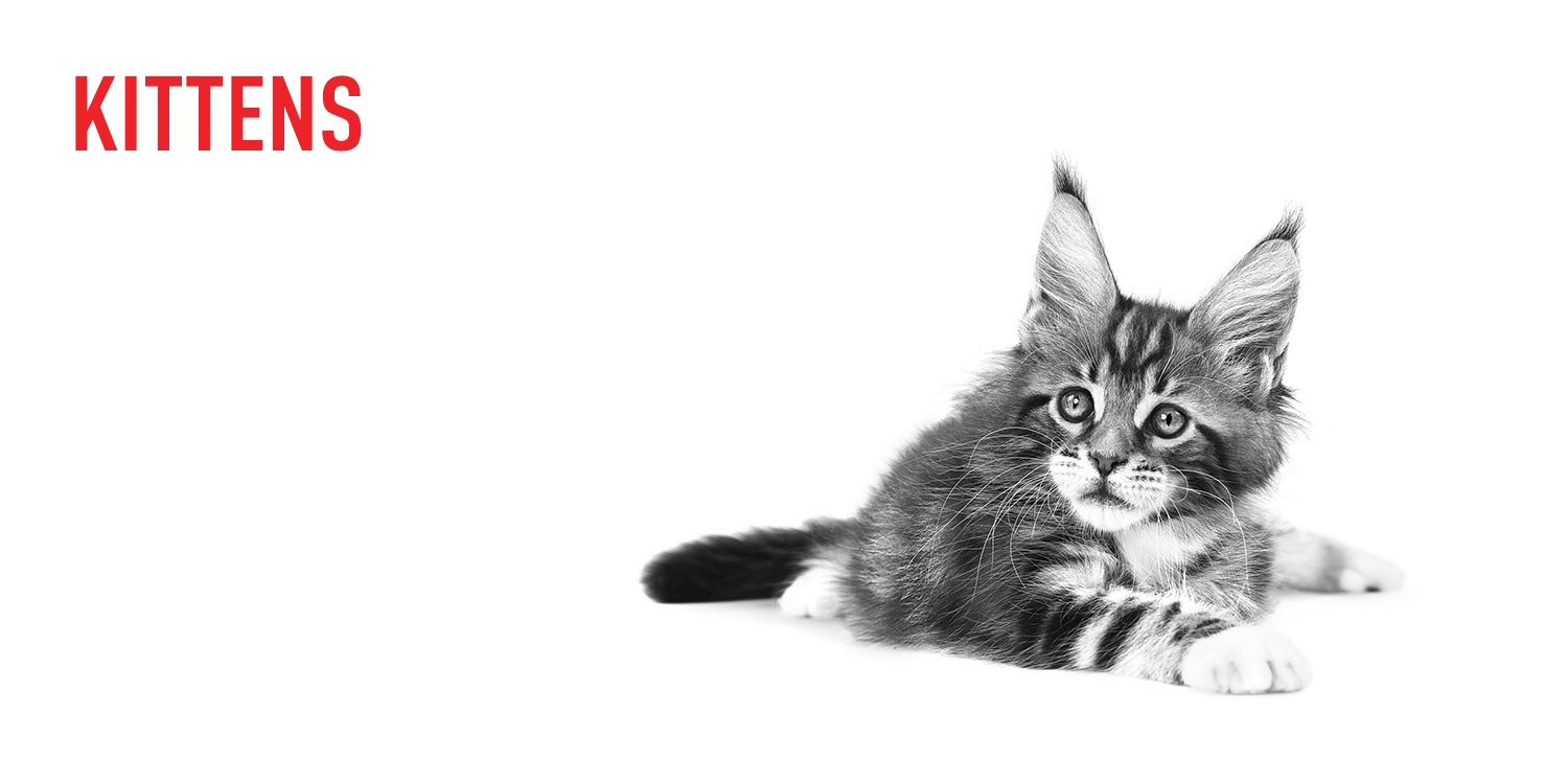 Royal Canin Tailored Nutrition for Kittens