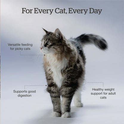 Now Fresh Good Gravy Salmon Coated in Bone Broth for Cats