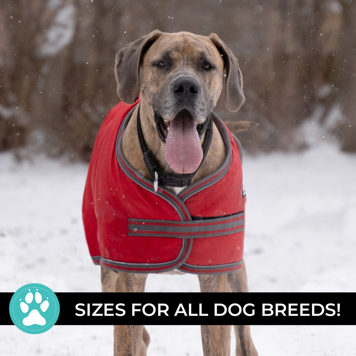 Shedrow K9 Vail Dog Coat Equestrian Red - Coats - Shedrow K9 - PetMax Canada