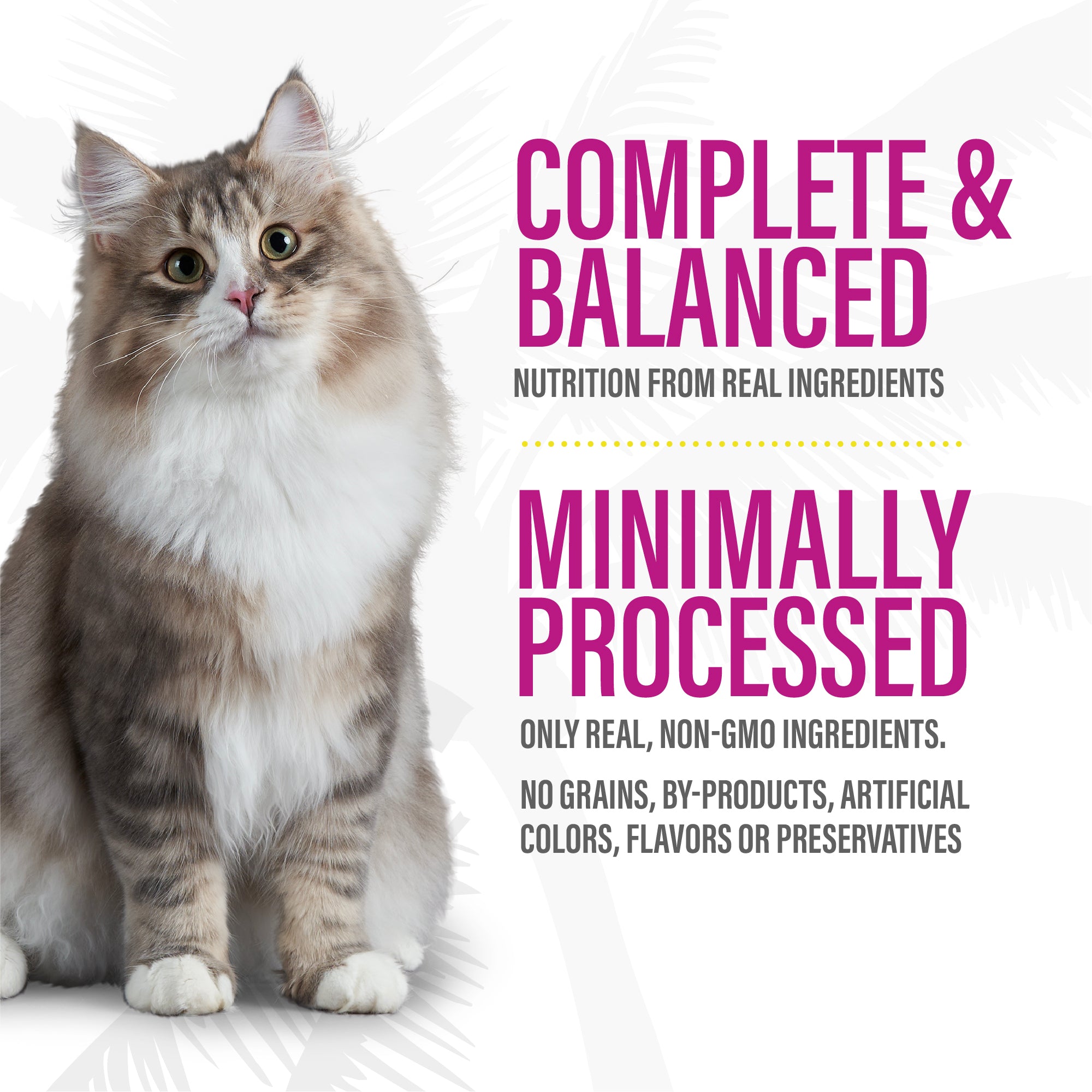 Tiki Cat After Dark Pâté Lamb & Beef Liver Recipe Canned Wet Cat Food - Product Highlights 8 - Tiki Cat - PetMax Canada