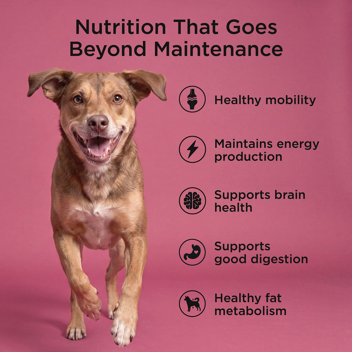 Go! Solutions Healthy Aging Salmon + Duck Recipe With Grains Dry Dog Food - Mobility, energy, brain health and digestion benefits - PetMax Canada