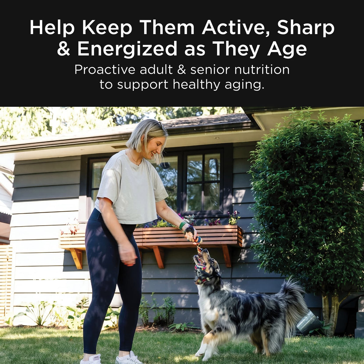 Go! Solutions Healthy Aging Salmon + Duck Recipe With Grains Dry Dog Food - Proactive adult and senior nutrition to support healthy aging - PetMax Canada