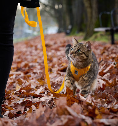 Rc Pet Adventure Kitty Harness Marigold