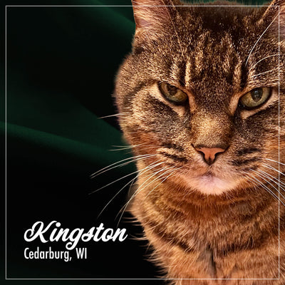 Fromm Purr-Snickitty Game Bird Grandeur Recipe For Cats
