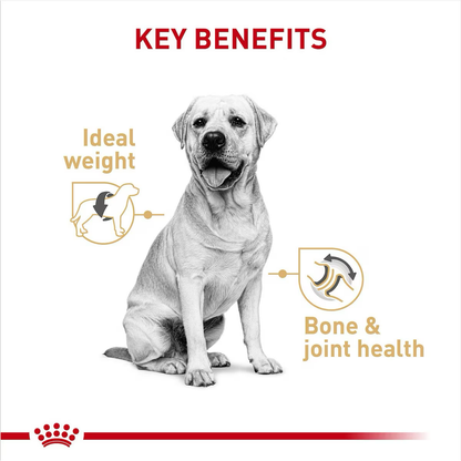 Royal Canin Breed Health Nutrition Labrador Retriever Adult Loaf in Sauce Canned Dog Food