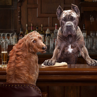 Nourriture pour chiens adultes Fromm Gold
