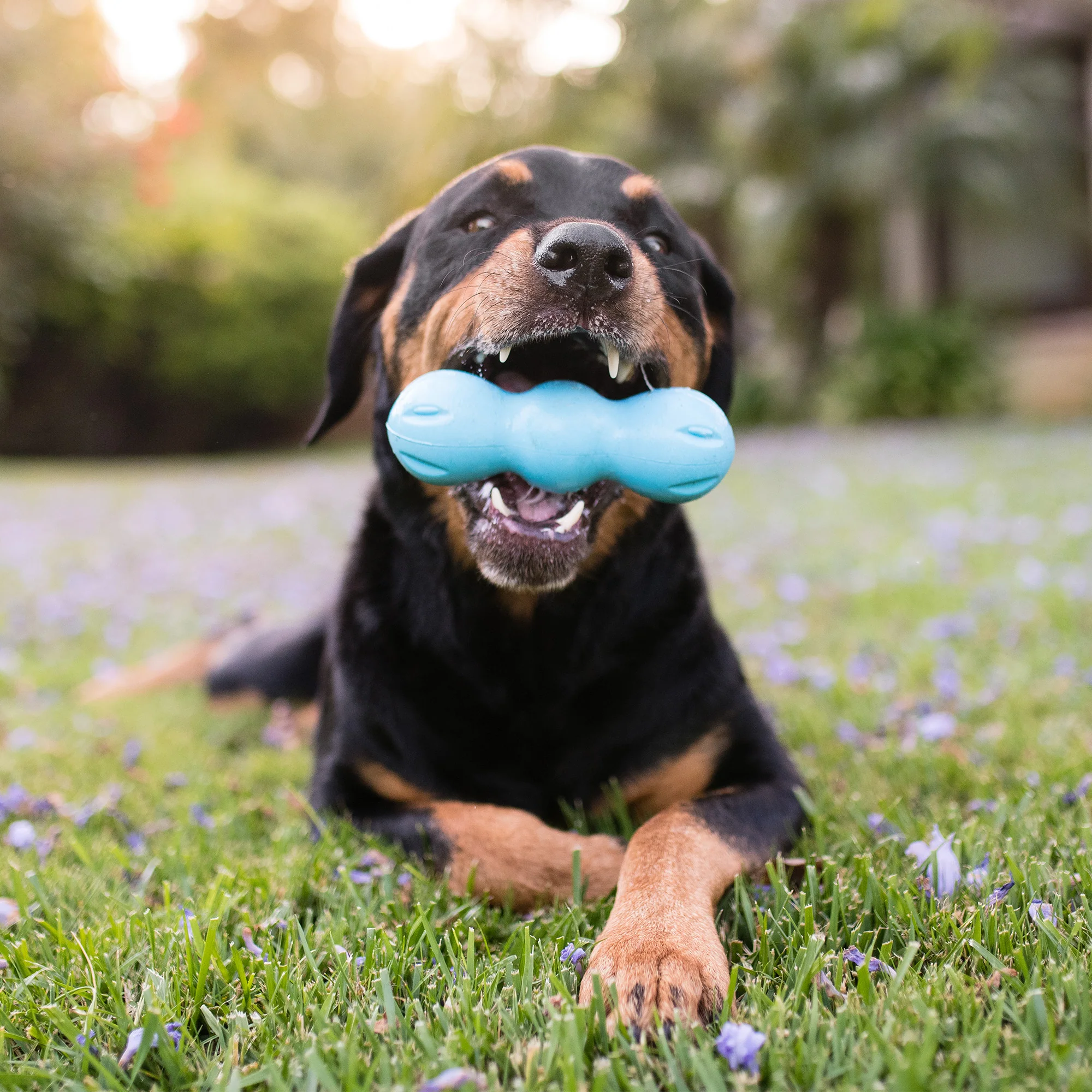 West Paws Zogoflex Rumpus Dog Toy