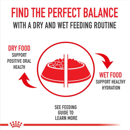 Royal Canin Breed Health Nutrition Labrador Retriever Adult Loaf in Sauce Canned Dog Food