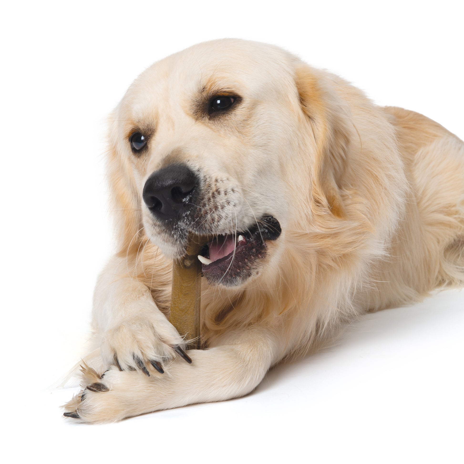Nosh Flexible Chew Bone For Puppies Bacon  Nylon  | PetMax Canada