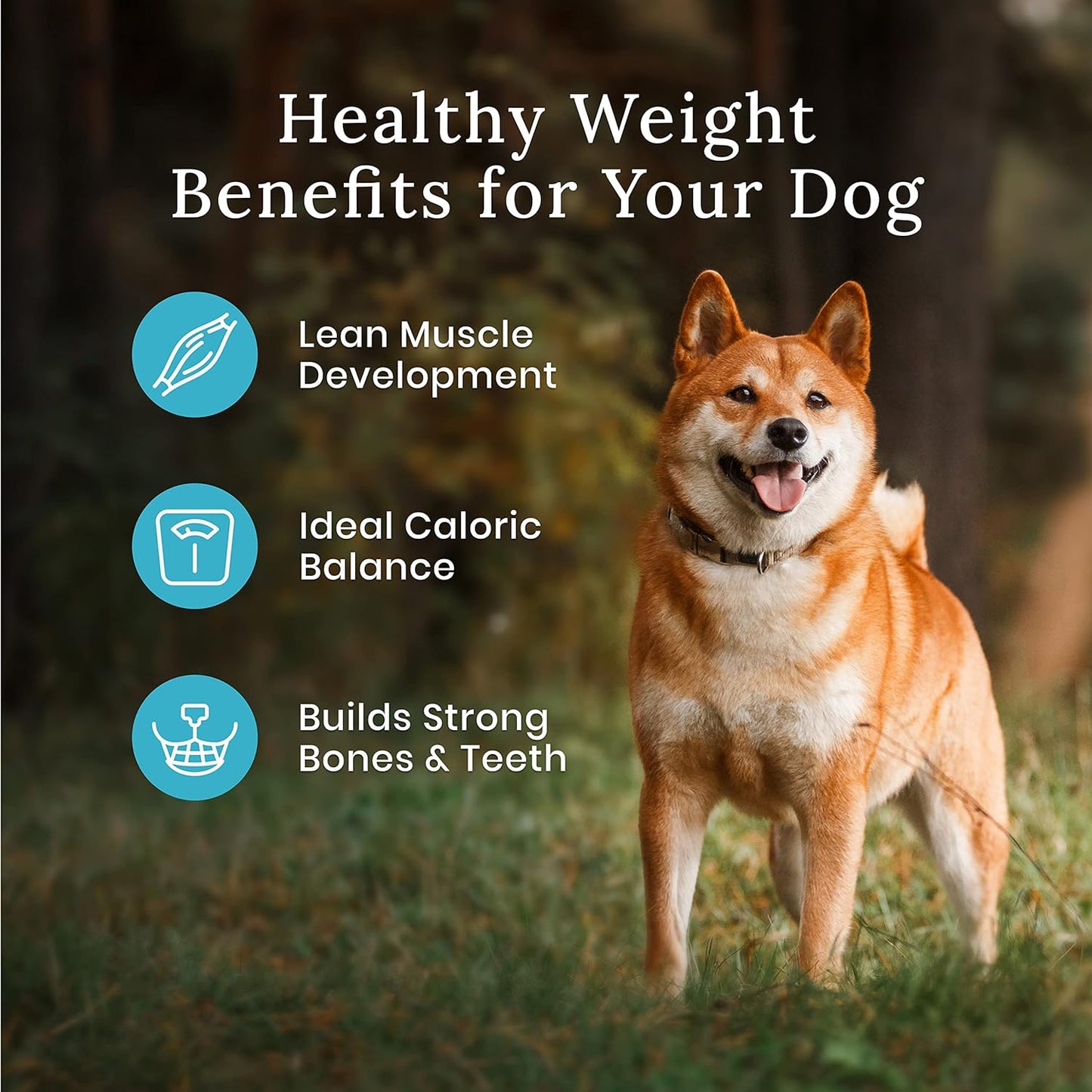 Blue Buffalo Wilderness More Meat & Wholesome Grains Natural Dry Dog Food Healthy Weight Chicken  Dog Food  | PetMax Canada