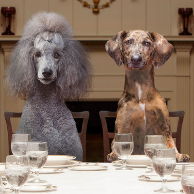 Nourriture pour chiens adultes Fromm Gold