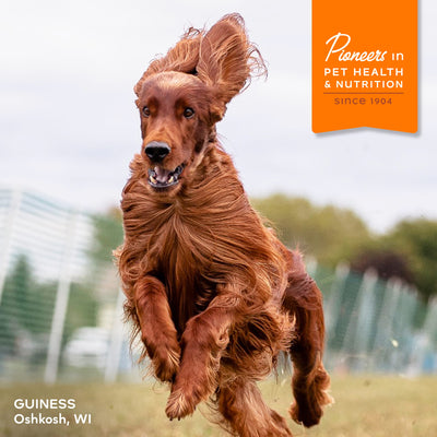 Fromm Nutritionals Immunity Dog Supplement