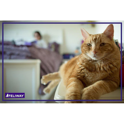 Feliway Classic Recharge Diffuseur Apaisant pour Chats, 30 jours