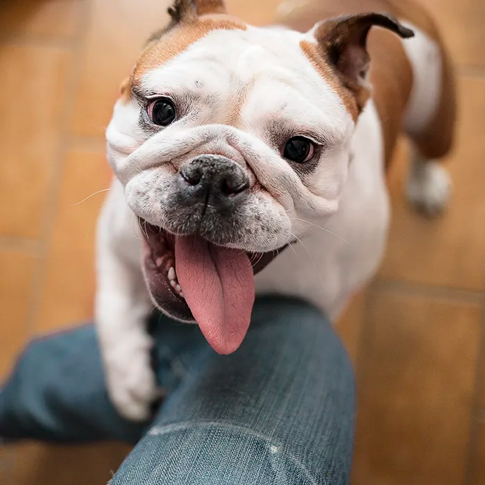 Roam Roo Big Bondi Dog Bone Treat  Natural Chews  | PetMax Canada