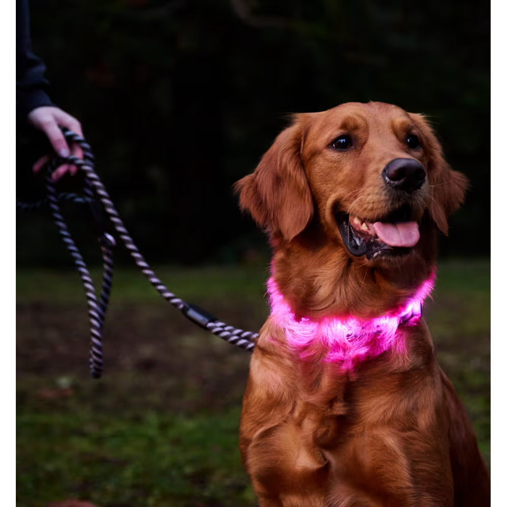 Rc Dog Collar Nova Led Light Black PetMax
