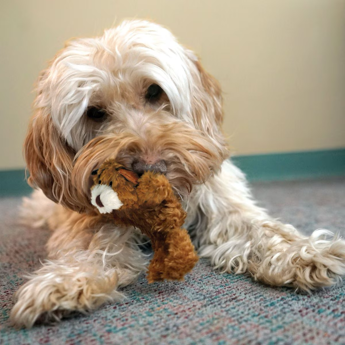 Kong plush teddy bear dog toy sale