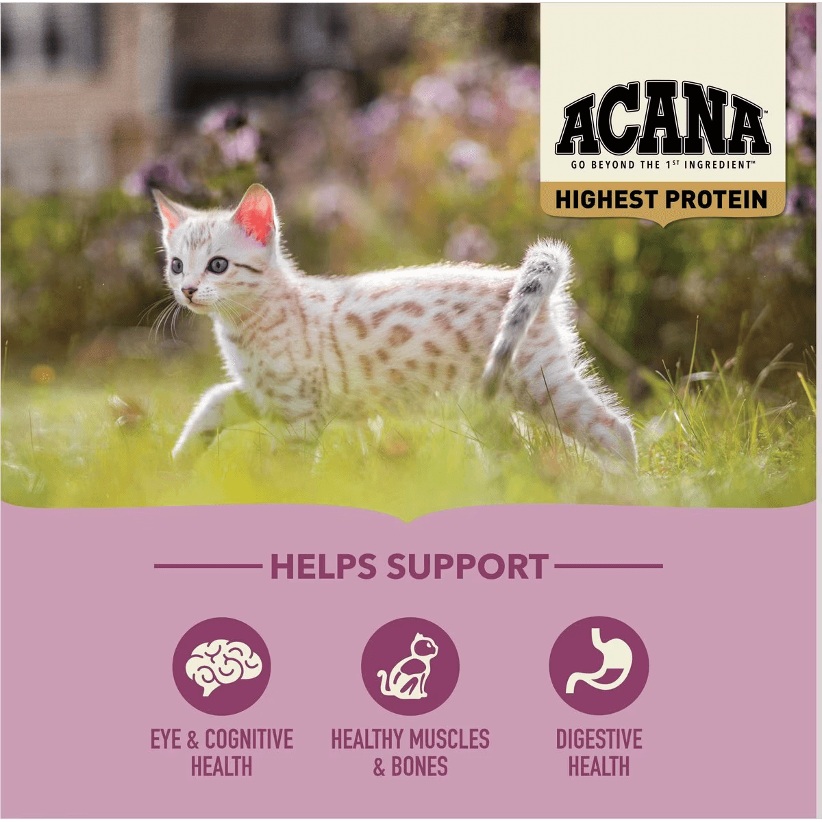 Acana Highest Protein Grain-Free Dry Kitten Food - 1.8 Kg - Cat Food - Acana - PetMax Canada
