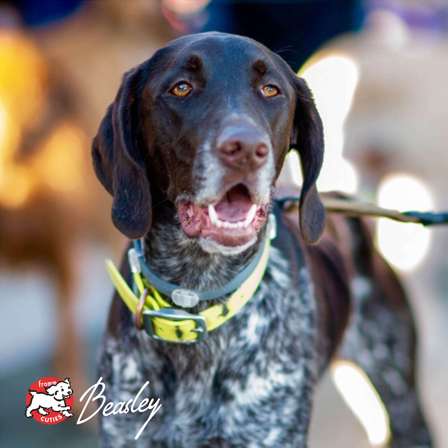 Nourriture pour chiens adultes de grande race Fromm Gold