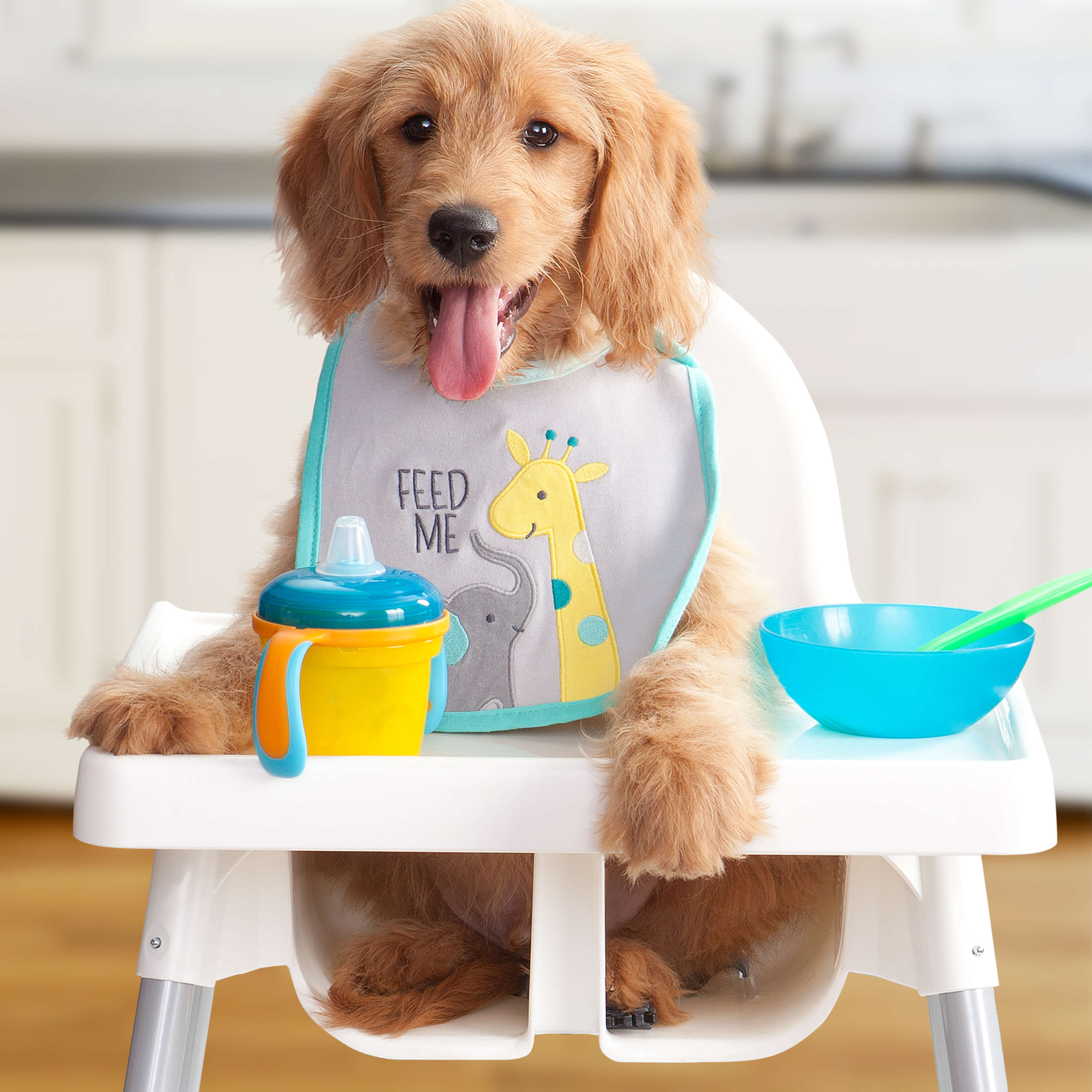 Fromm Gold Puppy Dry Dog Food