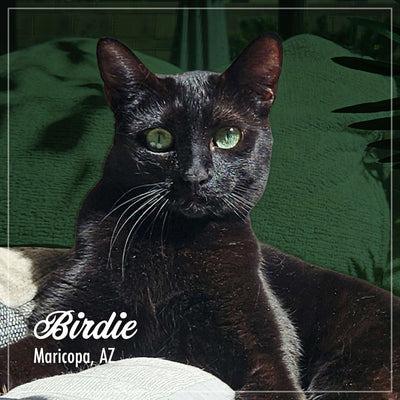 Fromm Purr-Snickitty Game Bird Grandeur Recipe For Cats
