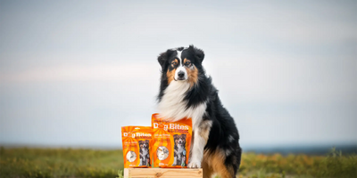 Dog Bites Blendz Freeze Dried Beef Liver & Pumpkin Dog Treats - 100 g and 220 g pouches with an Australian Shepherd - Dog Bites - PetMax Canada