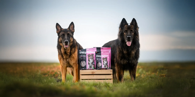 Dog Bites Freeze Dried Turkey Hearts Dog Treats - 90 g and 175 g pouches with two German Shepherds - Dog Bites - PetMax Canada