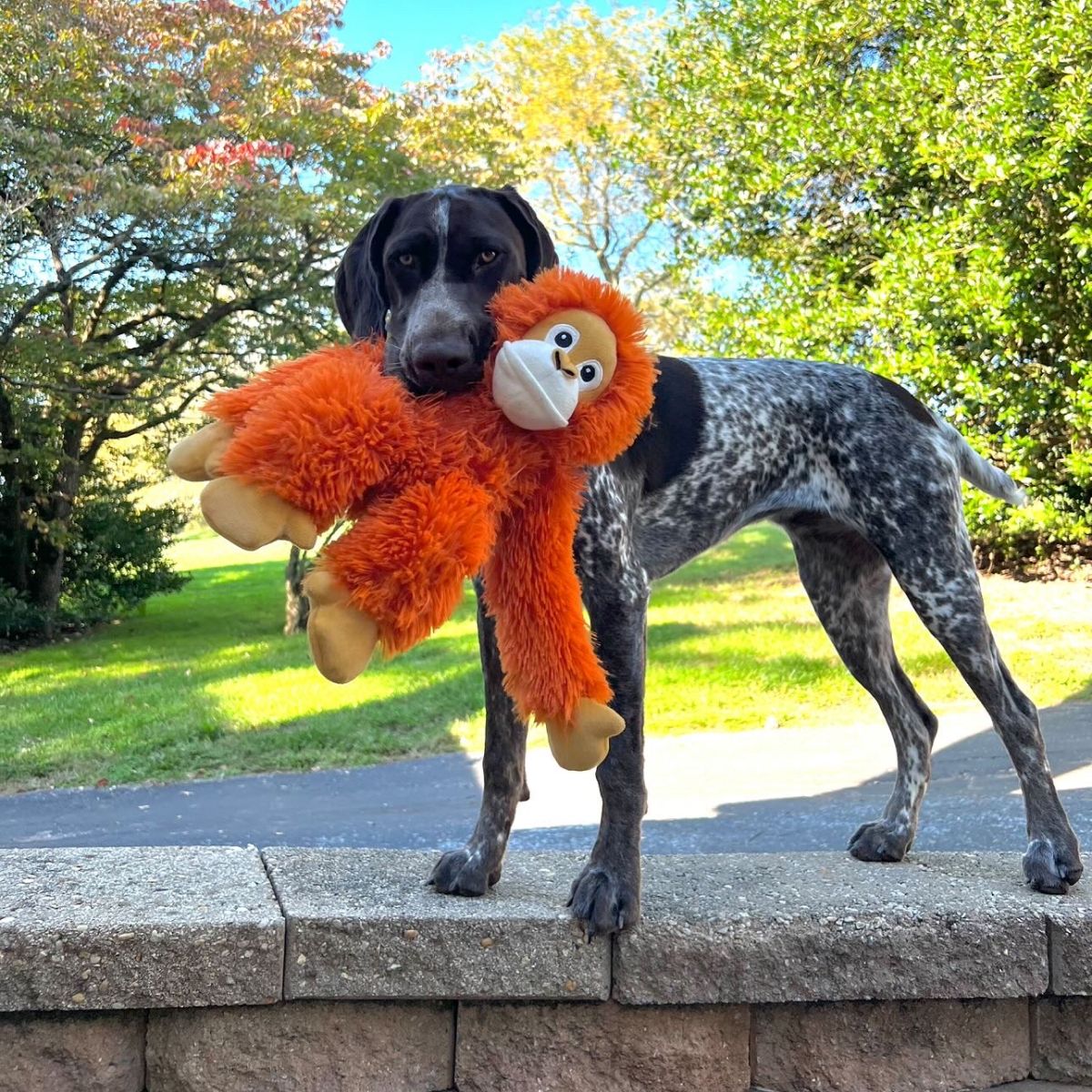 Tall Tails Plush Orangutan With Squeaker & Interior Rope Dog Toy