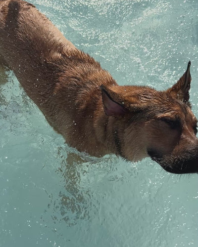 Eukanuba - In every day, in every dog, we see the extraordinary - brand video