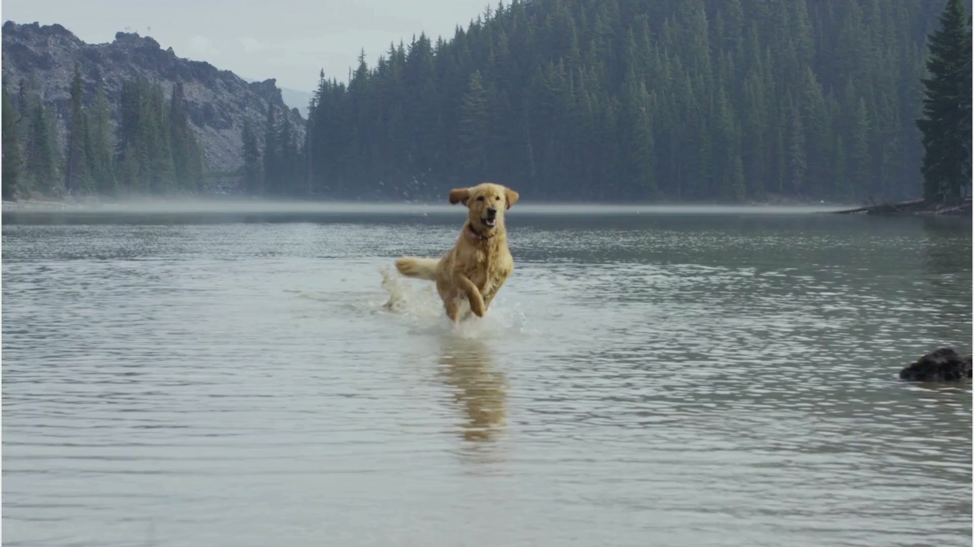 Charger la vidéo: Dog‑supplies hero video featuring a joyful dog sprinting across a lake. The collection includes durable rope toys, padded reflective harness, matching collar and leash; cuts show cozy orthopedic dog bed, stainless‑steel bowls, elevated feeder, travel crate, stylish raincoat, nail clippers, slicker brush, shampoo, waste‑bag dispenser, training clicker and fetch balls comprehensive pet accessories for walking, grooming, training, travel, comfort and safety, everything your dog needs except food or treats.