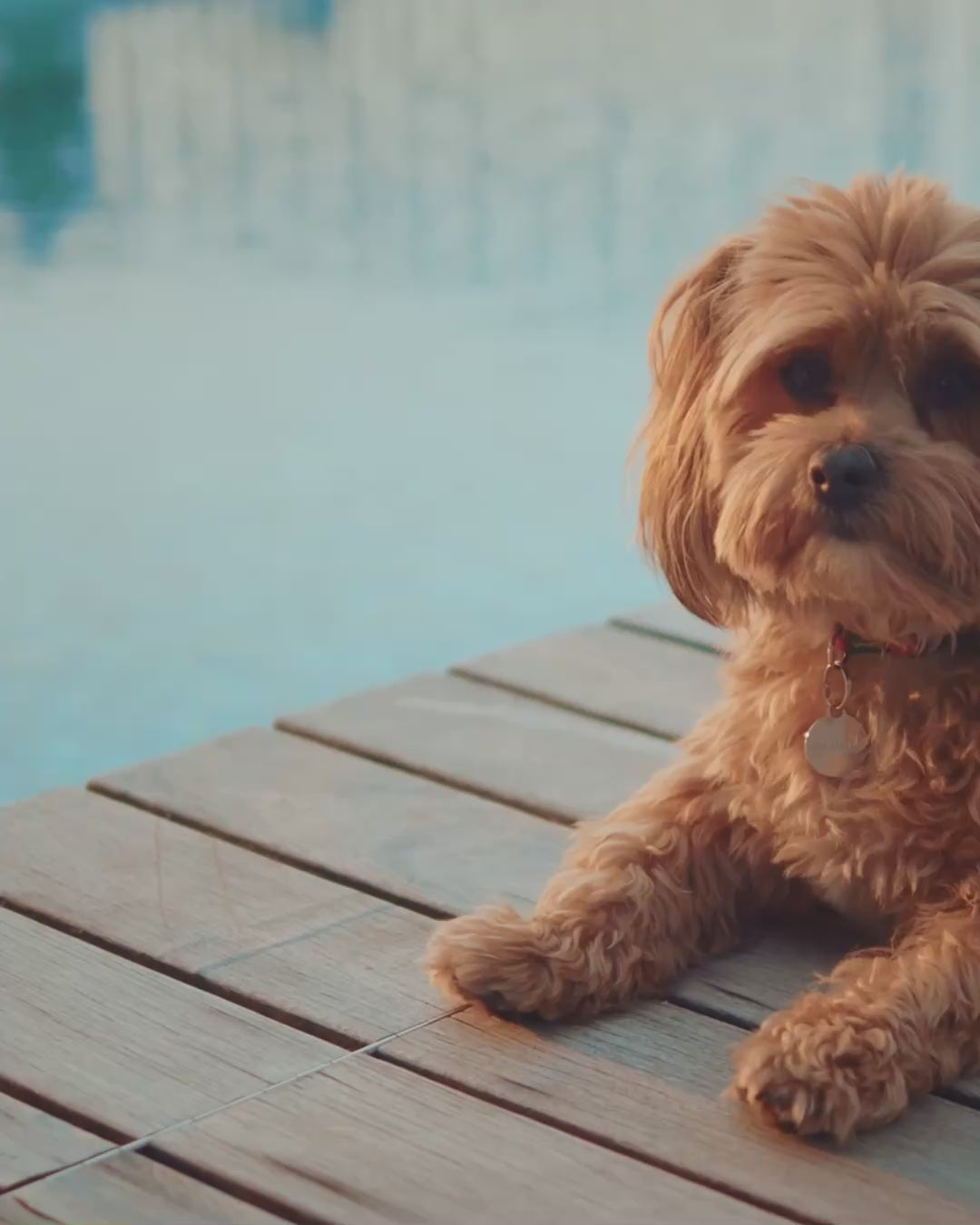 Load video: A small apricot-coloured Cavapoo with a gold collar tag rests on a wooden poolside dock, sunlight reflecting off the blue water behind her — summer pet essentials at PetMax.