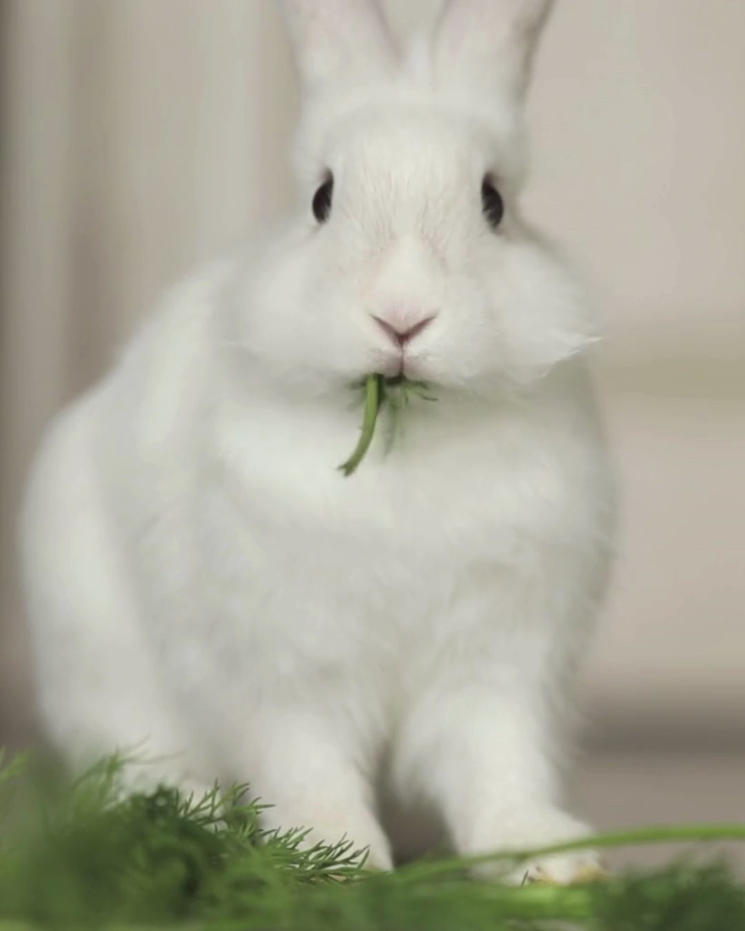 Load video: A white bunny happily chewing through a piece of small animal food in a spring setting, with promotional text on screen reading ‘Hope into Savings.’