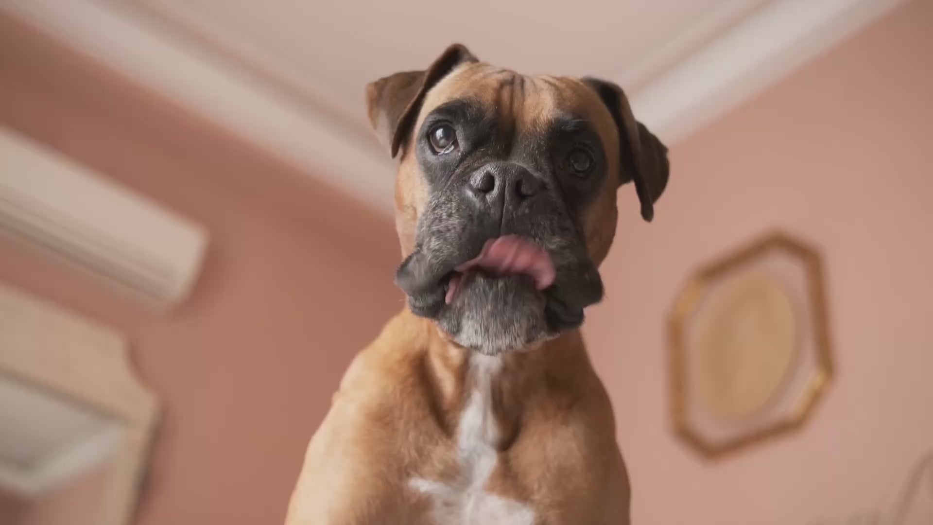 Load video: Hungry boxer dog licks his lips beside PetMax dog food and treat deals with up to 50% Off for Pawgust.