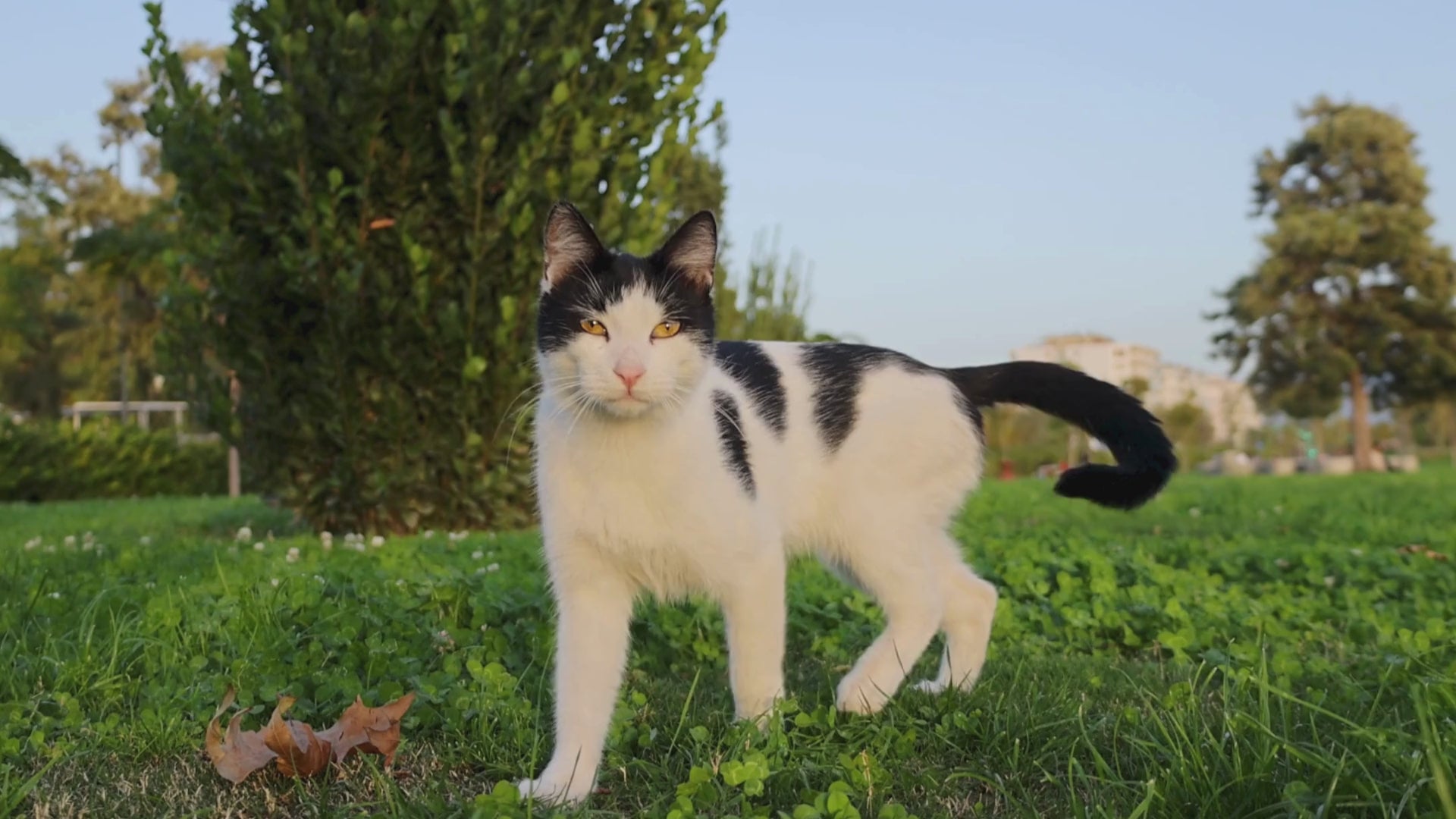 Load video: Cat looking to find petmax.ca and all of the cat food, cat treats, cat toys, wet cat food, and cat supplies they offer