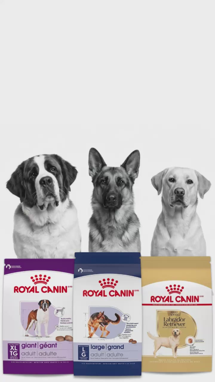Load video: Black and white Saint Bernard, German Shepherd and yellow Labrador look out over the tops of three large Royal Canin dog food bags: Golden Retriever Adult, Medium Adult and Dental Care. The dogs tilt their heads and pant playfully. The Text Up To $60 OFF Big Bags of Royal Canin next to the dogs.