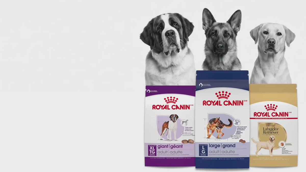 Load video: Black and white Saint Bernard, German Shepherd and yellow Labrador look out over the tops of three large Royal Canin dog food bags: Golden Retriever Adult, Medium Adult and Dental Care. The dogs tilt their heads and pant playfully. The Text Up To $60 OFF Big Bags of Royal Canin next to the dogs.