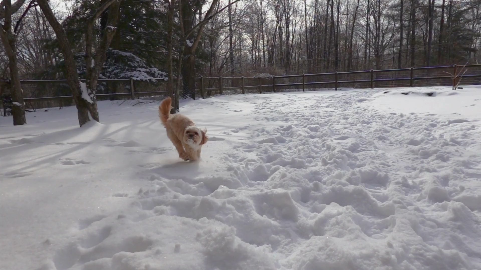 Load video: Video of an excited dog leaping and bounding through deep snow on a bright winter day. The playful action highlights PetMax’s Today’s Deals collection, which viewers can access by clicking the button on the video.