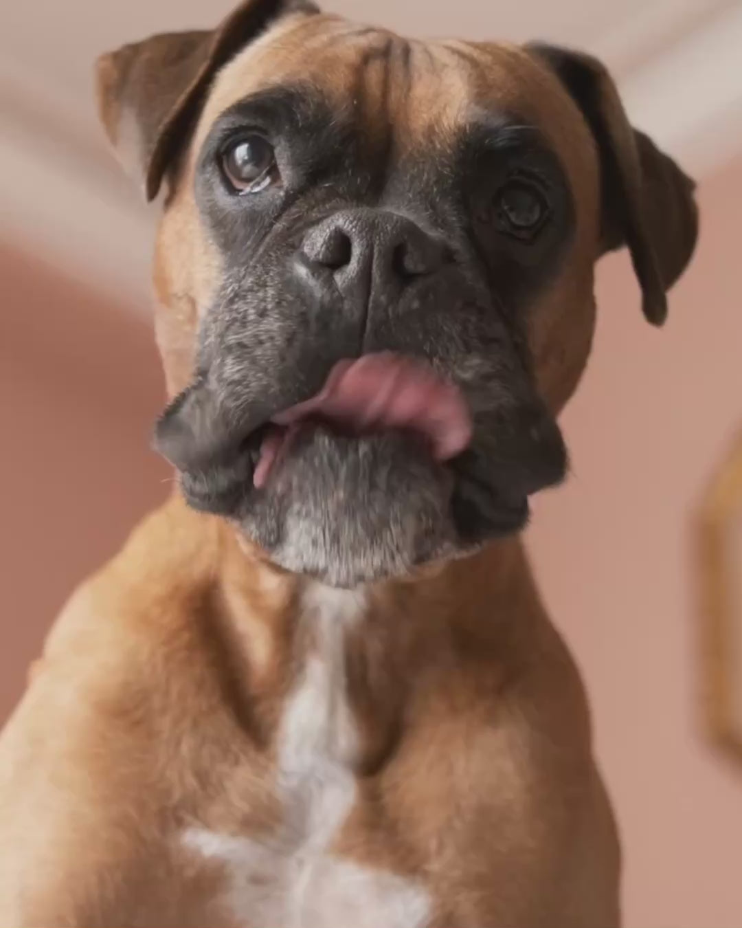 Load video: Hungry boxer dog licks his lips beside PetMax dog food and treat deals with up to 50% Off for Pawgust.