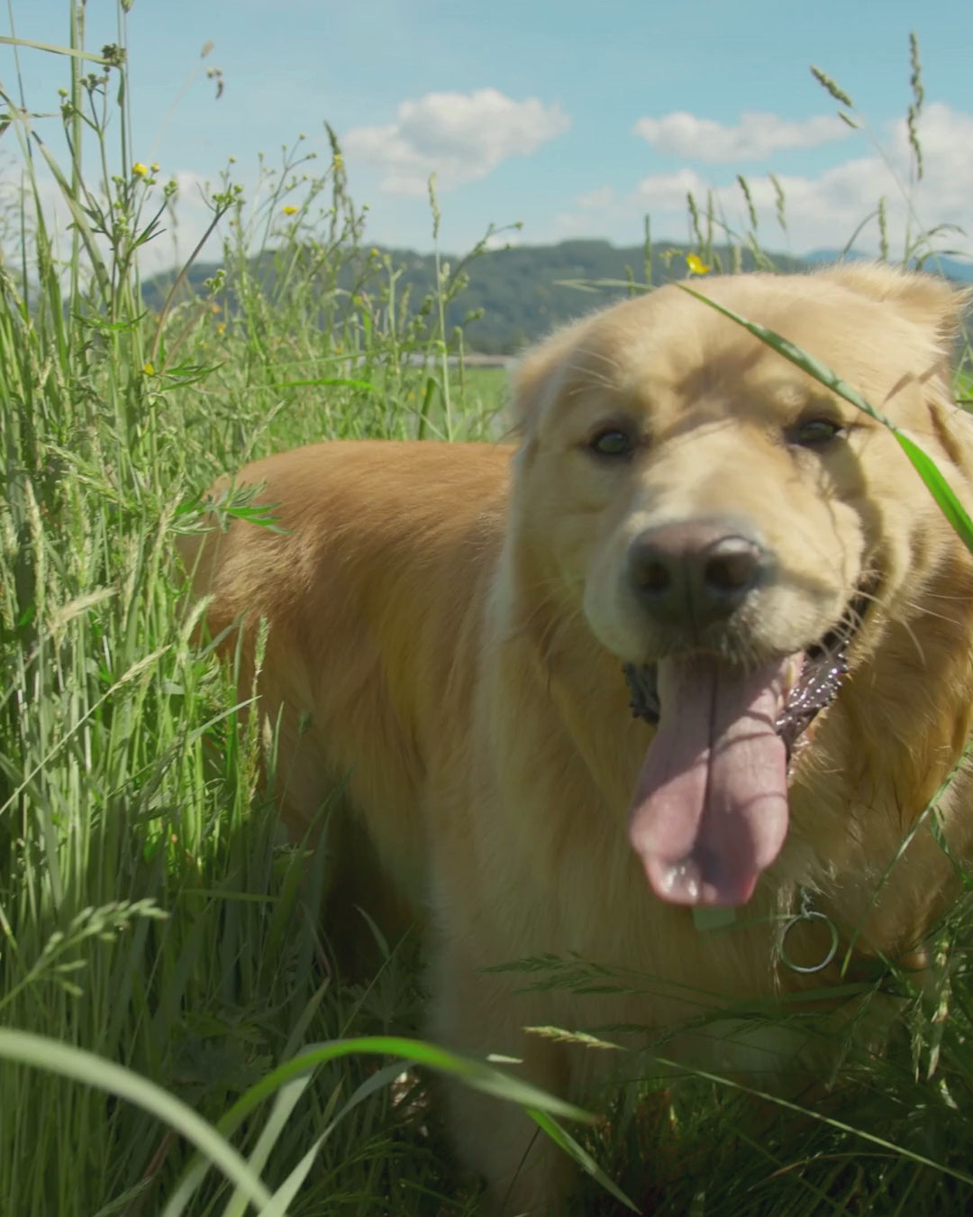 Load video: Golden retriever happily walking through an open field in a spring setting, with promotional text on screen reading ‘March into Savings.’