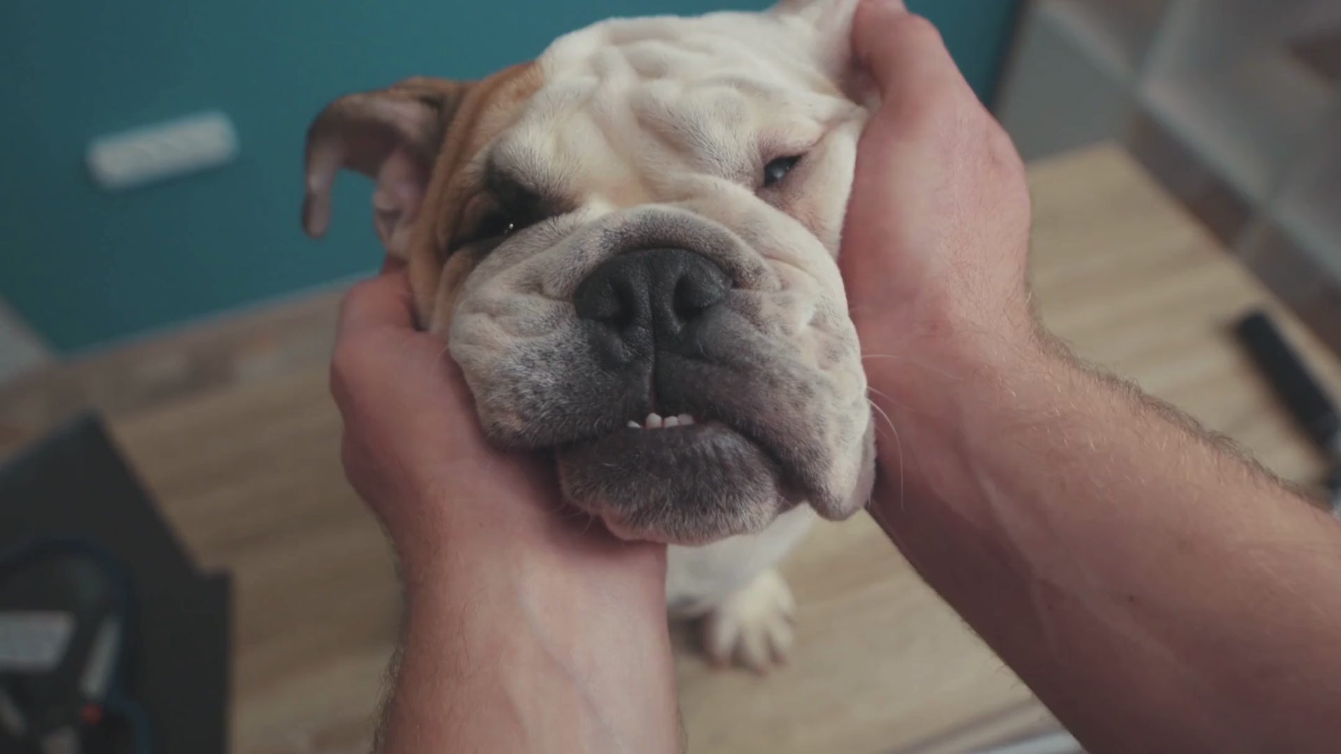 Charger la vidéo: Real Reviews from the PetMax Community