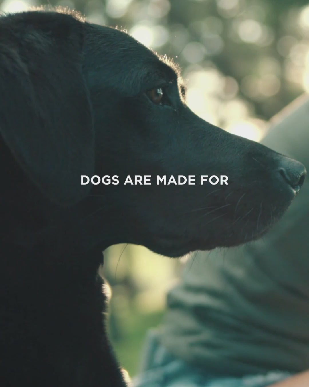 Eukanuba - Dogs are made for living extraordinary lives - brand video