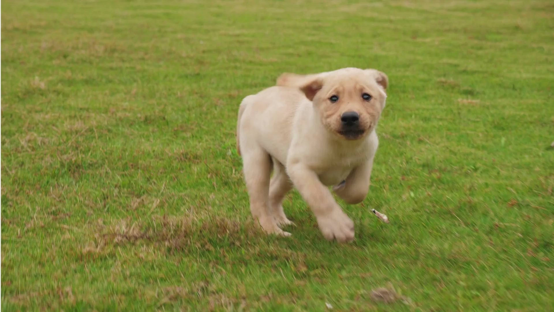 Load video: Dog running happily in a field of grass on his way to shop at petmax.ca