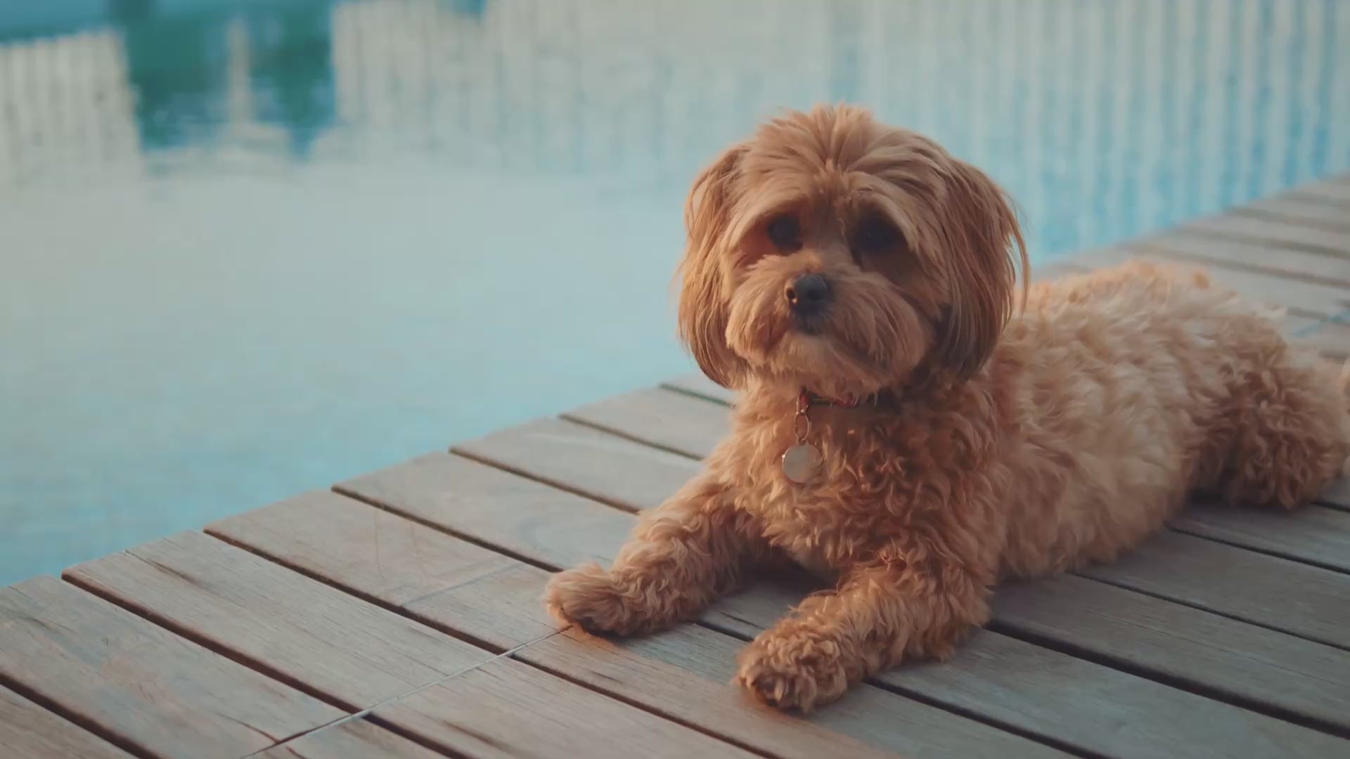 Load video: A small apricot-coloured Cavapoo with a gold collar tag rests on a wooden poolside dock, sunlight reflecting off the blue water behind her — summer pet essentials at PetMax.